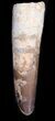 Spinosaurus Tooth - Large Root Section #40336-3